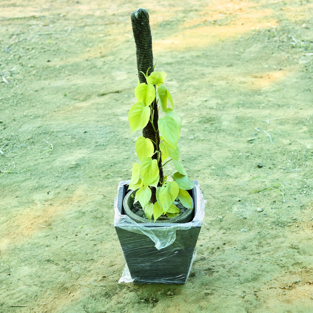 Free Next Day Delivery Golden Money Plant with 3 ft Moss Stick in 12