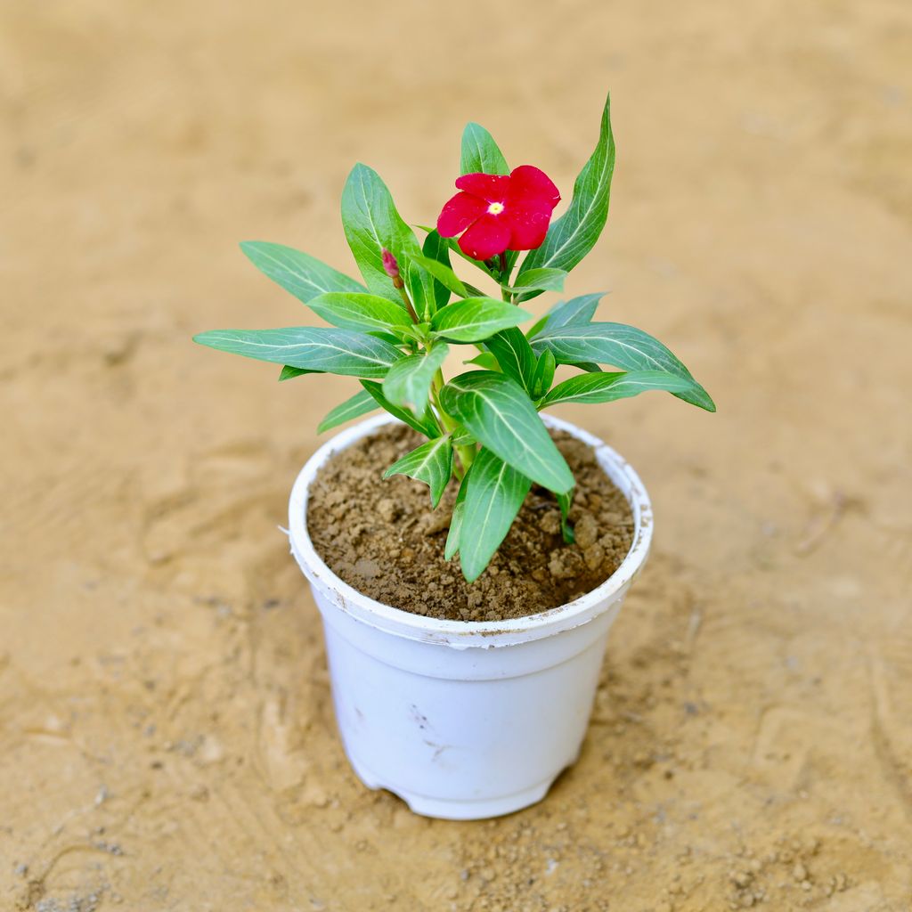 Buy Periwinkle / Vinca / Sadabahar (any colour) in 4 Inch White Nursery Pot Online | Urvann.com Periwinkle / Vinca / Sadabahar (any colour) in 4 Inch White Nursery Pot
