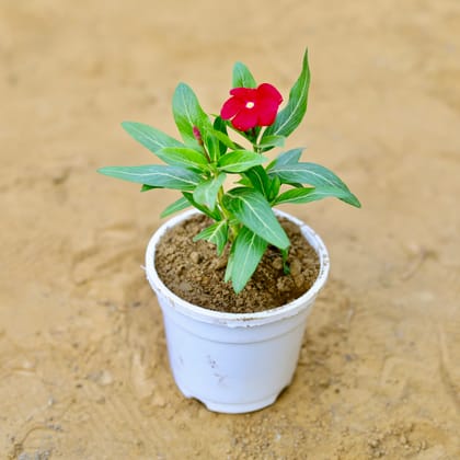 Buy Periwinkle / Vinca / Sadabahar (any colour) in 4 Inch White Nursery Pot Online | Urvann.com