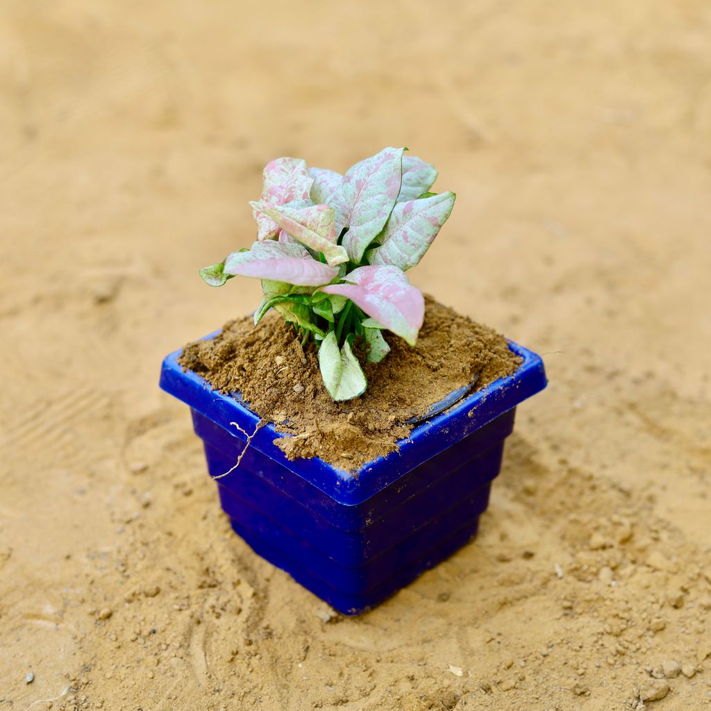 Free Next Day Delivery Syngonium Pink Spot in 4 Inch Blue Premium