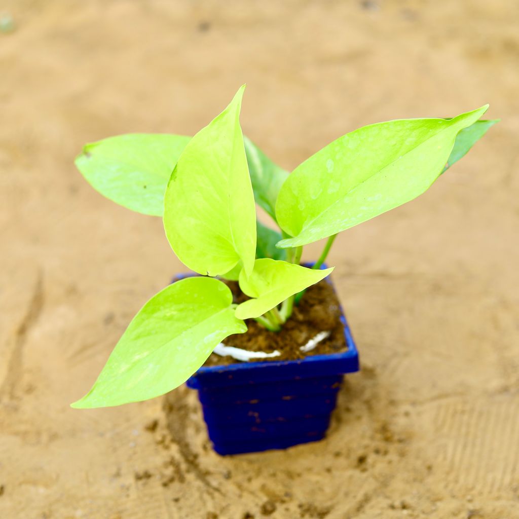 Free Next Day Delivery Money Plant Golden in 4 Inch Blue Premium