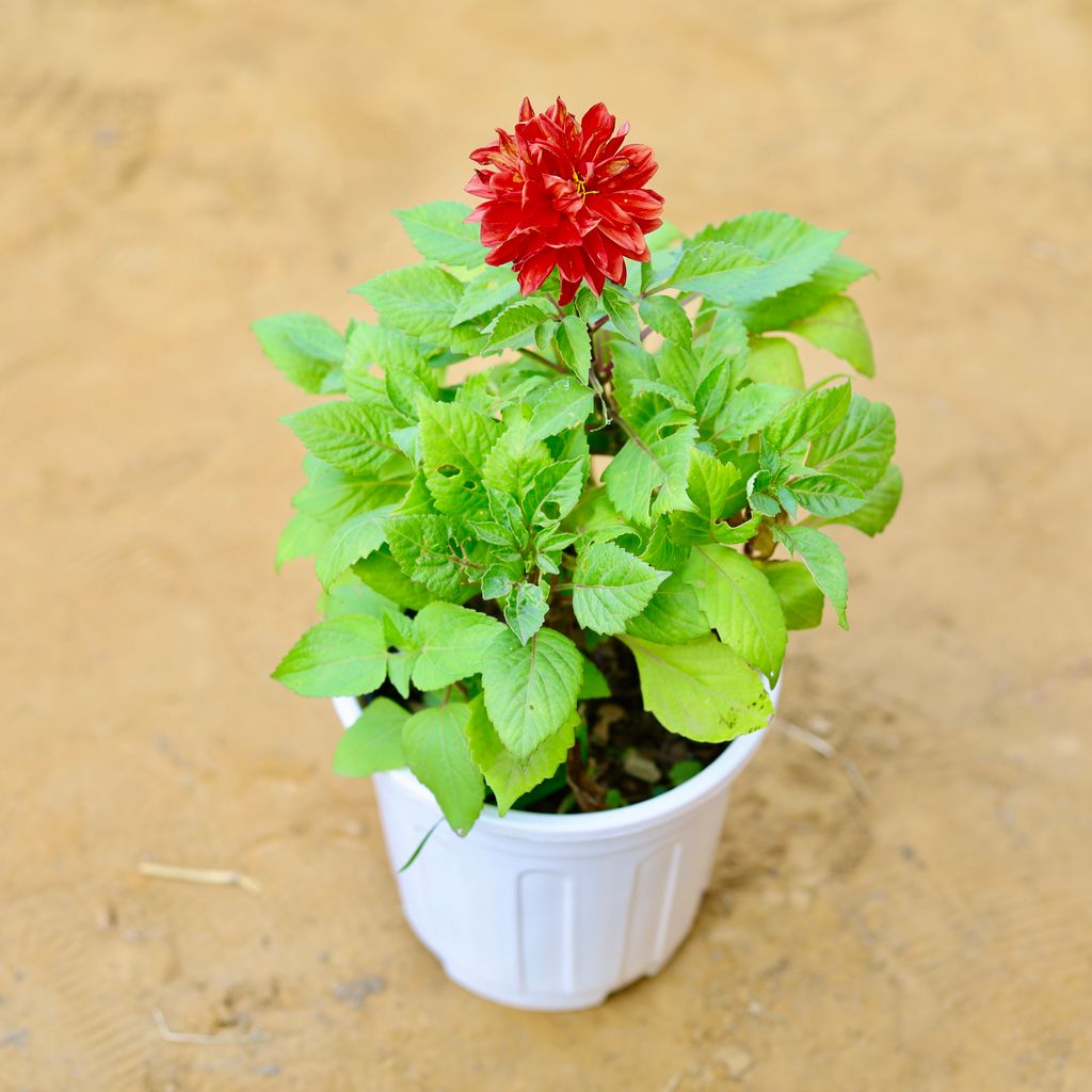 Free Next Day Delivery Dahlia Dwarf (any colour) in 6 Inch White