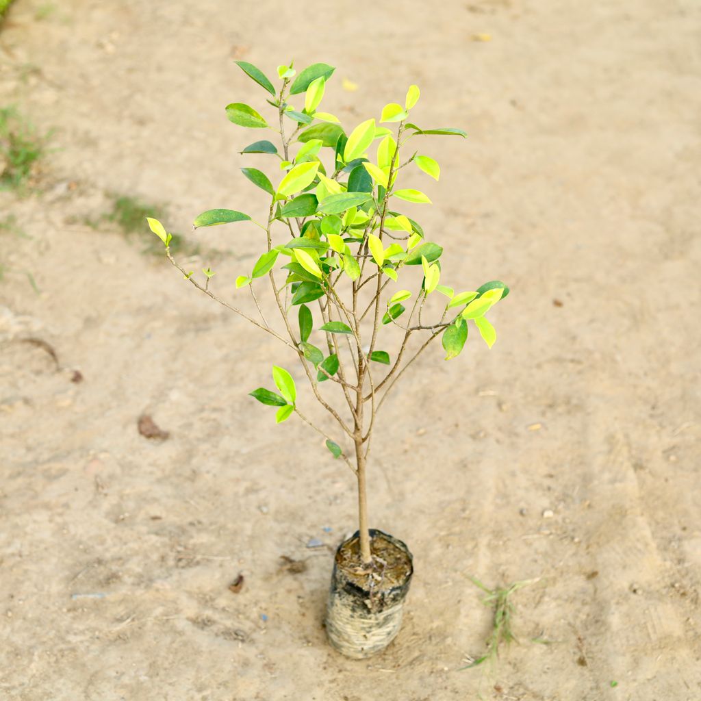 Buy Ficus Panda in 8 Inch Nursery bag Online | Urvann.com Ficus Panda in 8 Inch Nursery Bag