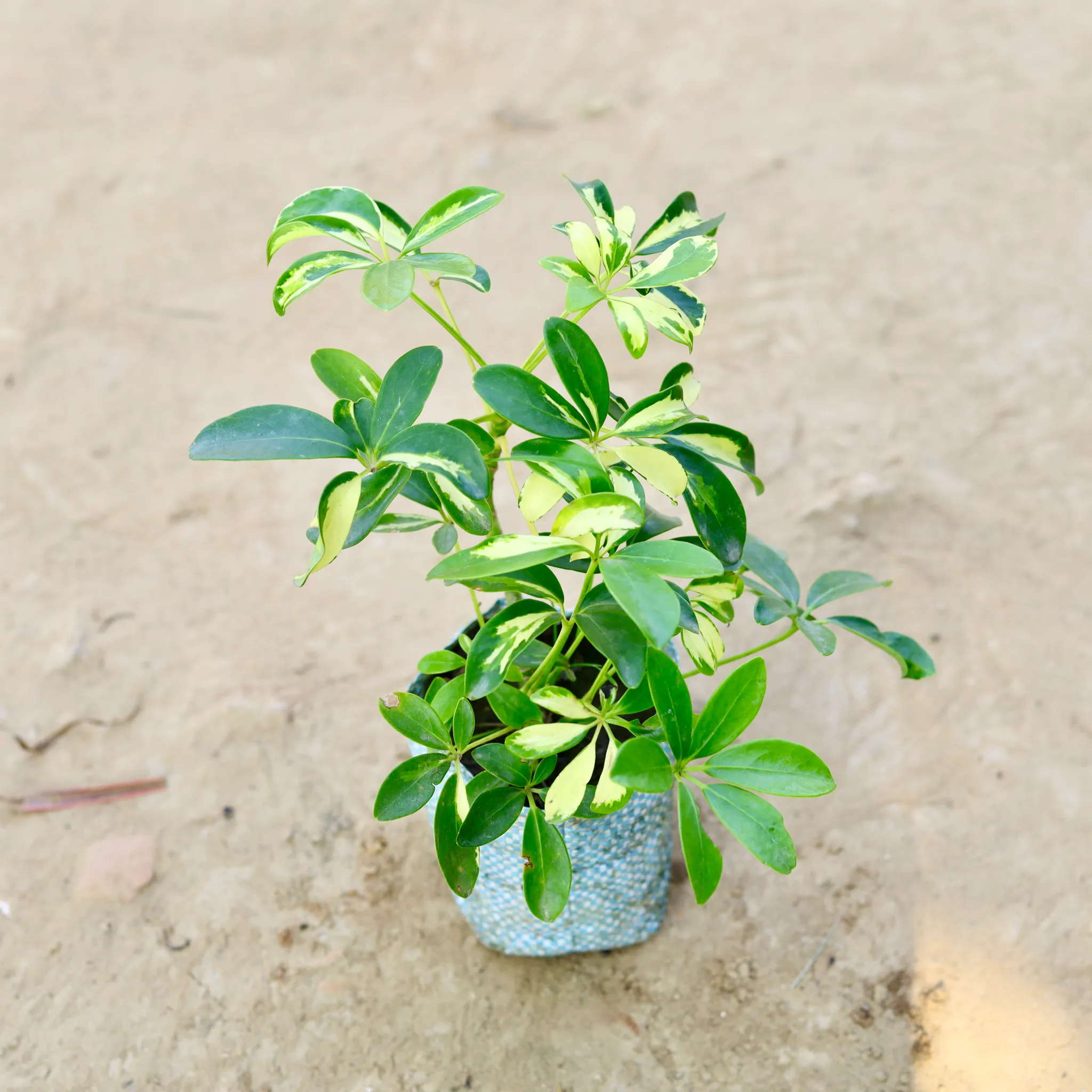 Schefflera in 4 Inch Nursery Bag