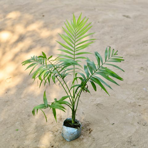 Chamaedorea Palm in 4 Inch Nursery Bag