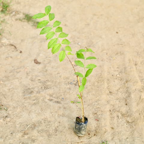 Chamaedorea Palm in 4 Inch Nursery Bag