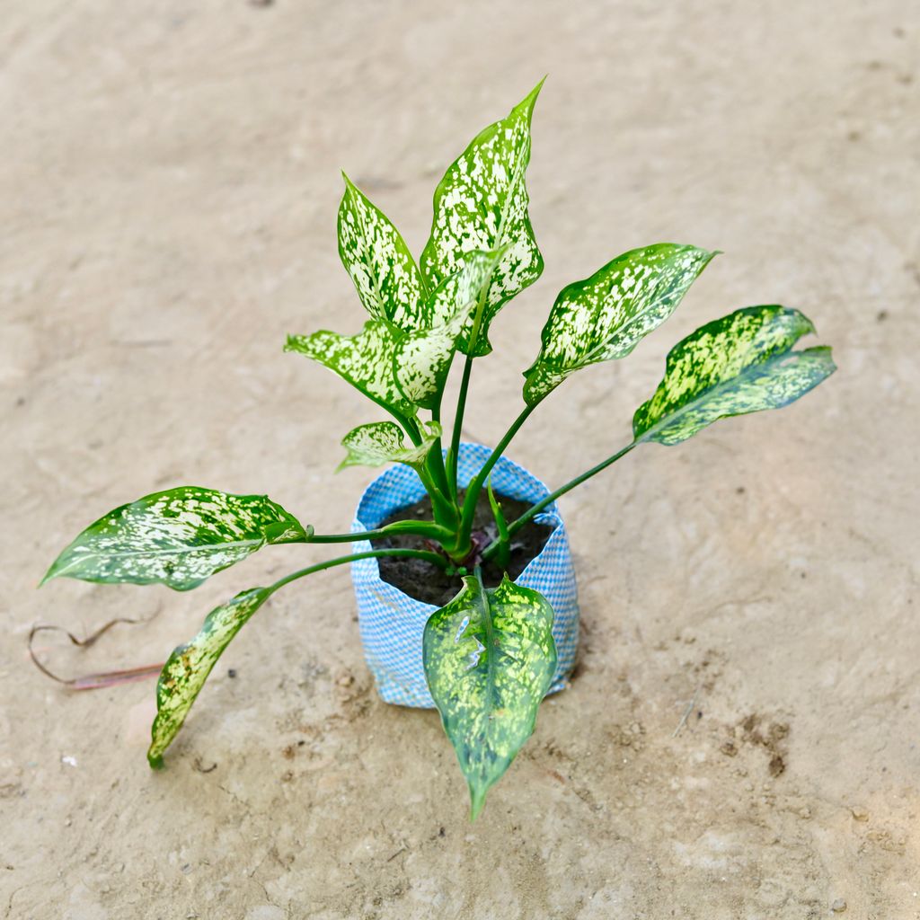 Free Next Day Delivery Aglaonema Snow White in 4 Inch Nursery bag