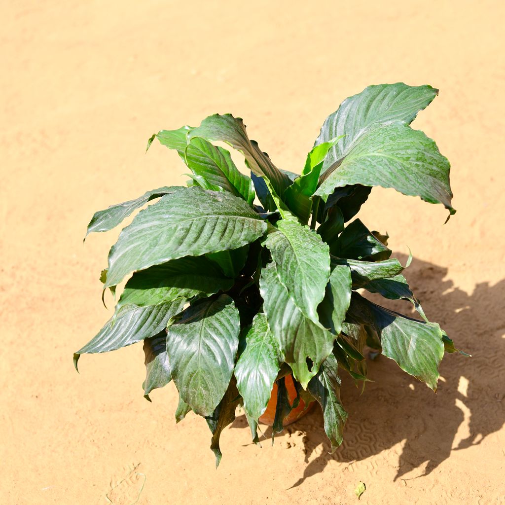 Free Next Day Delivery Peace Lily in 4 Inch Nursery Pot