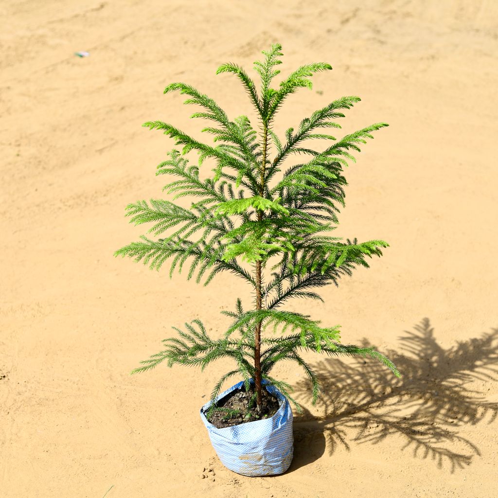 Free Next Day Delivery Araucaria / Christmas Tree in 7 Inch Nursery bag