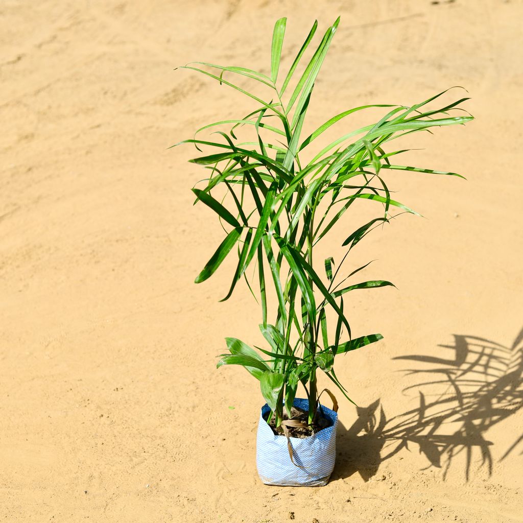 Free Next Day Delivery Cane Palm in 7 Inch Nursery bag