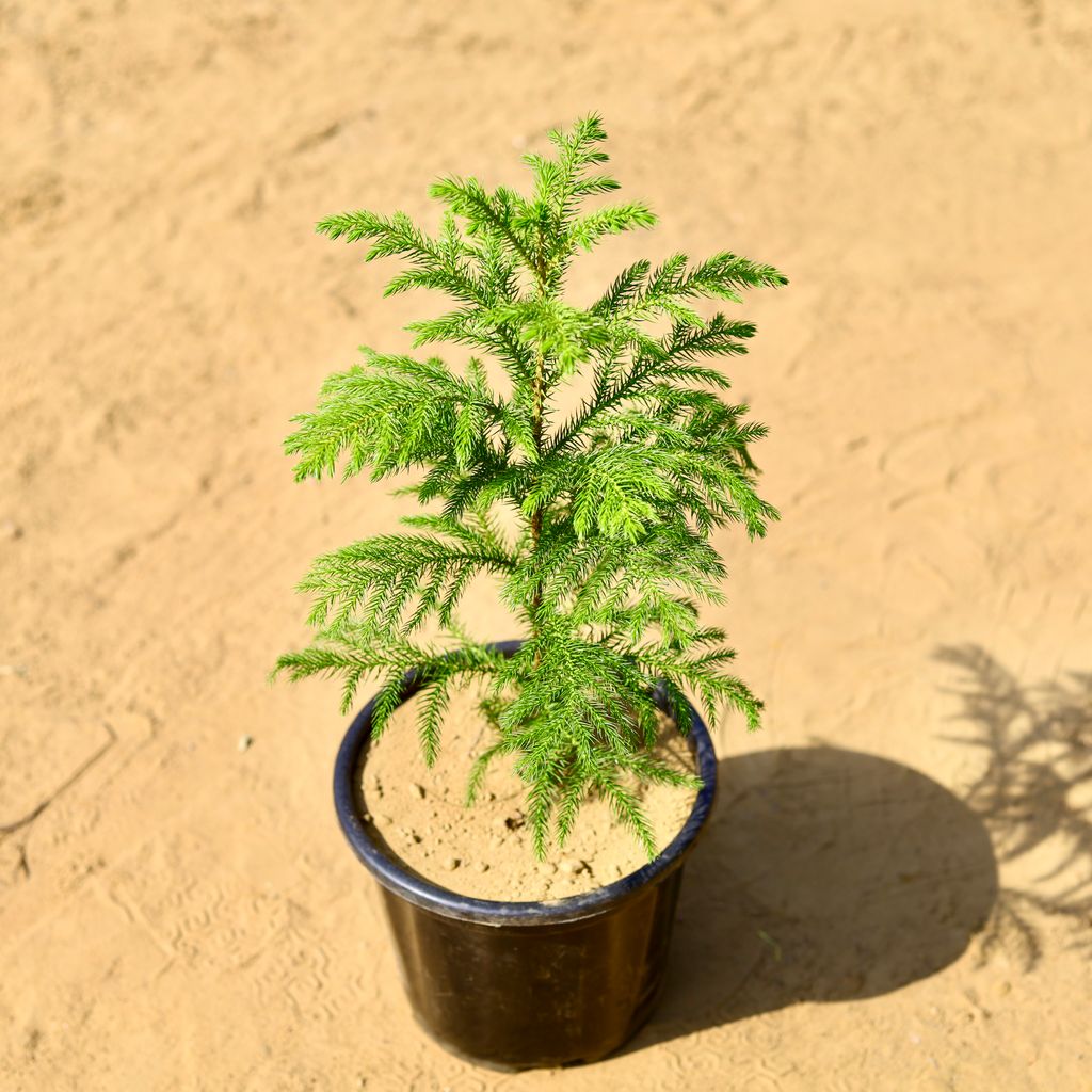 Free Next Day Delivery Araucaria / Christmas Tree in 8 Inch Nursery Pot