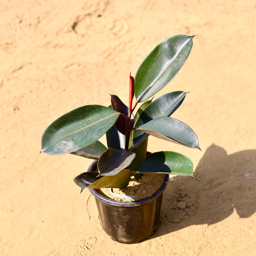 Free Next Day Delivery Rubber Plant in 8 Inch Nursery Pot