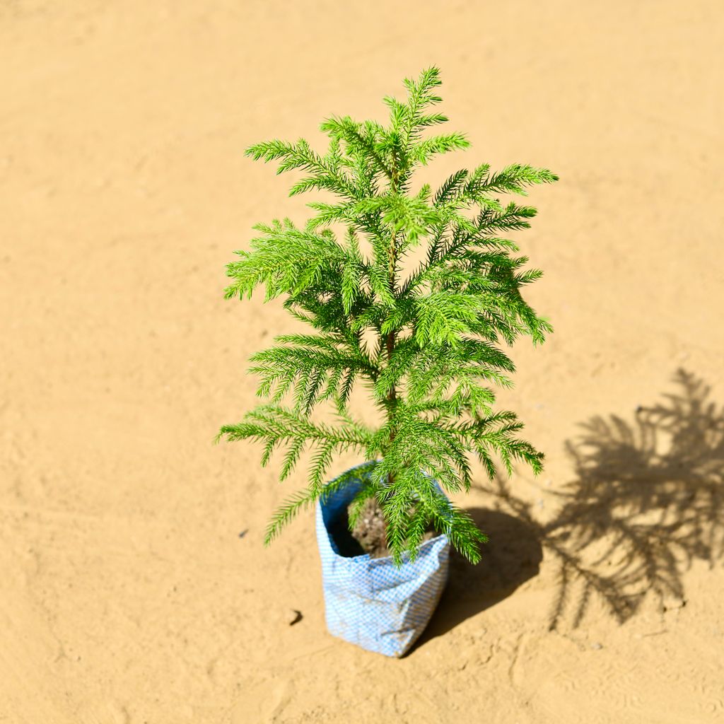 Free Next Day Delivery Araucaria / Christmas Tree in 5 Inch Nursery bag