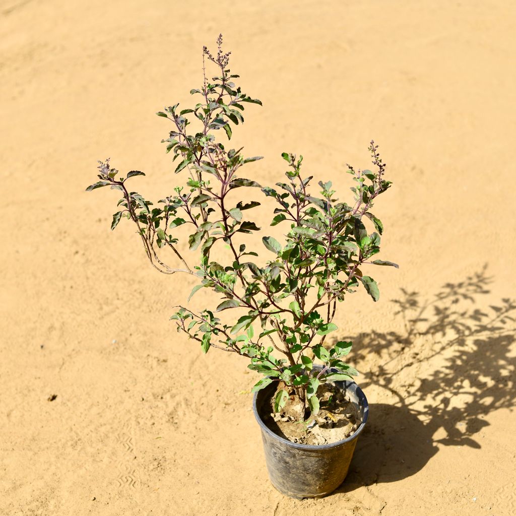 Free Next Day Delivery Shyama Tulsi in 6 Inch Nursery Pot