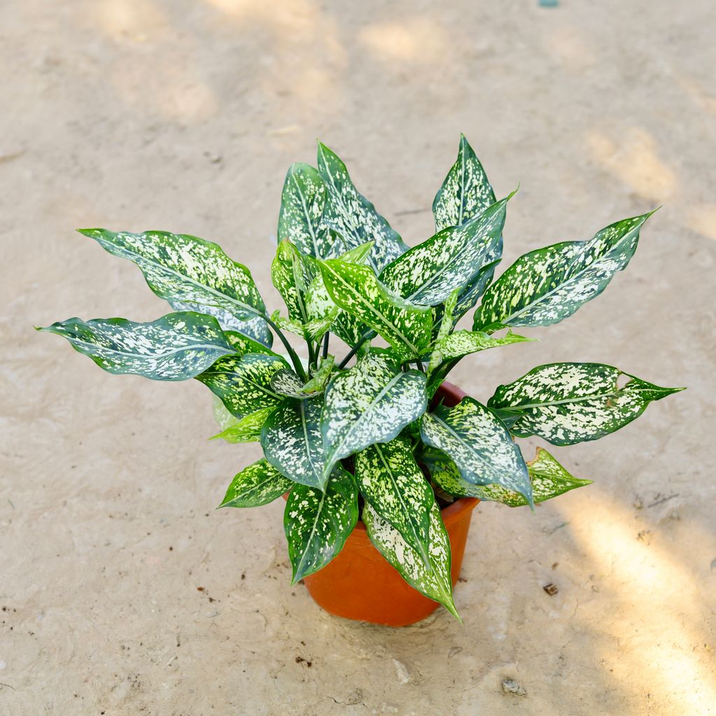 Free Next Day Delivery Aglaonema Snow White in 8 Inch Nursery Pot