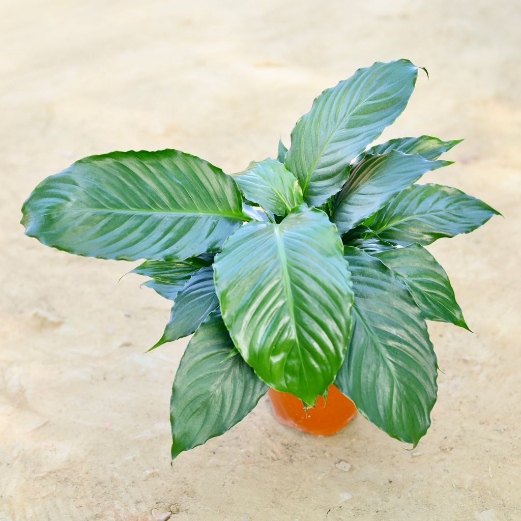 Free Next Day Delivery Peace Lily in 6 Inch Nursery Pot
