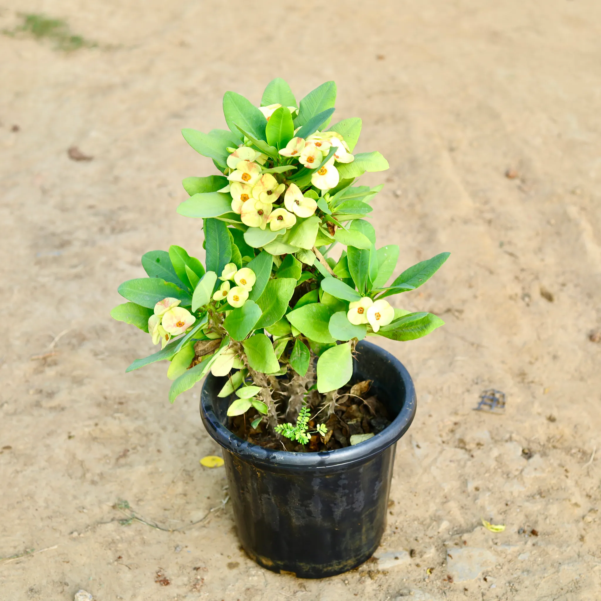 Euphorbia Mili (Any Colour) in 10 Inch Nursery Pot