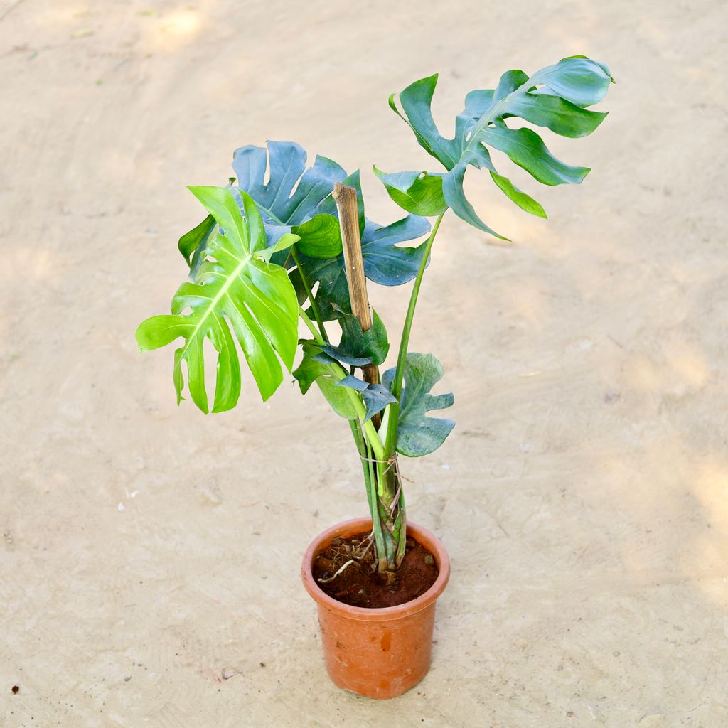 Free Next Day Delivery Monstera Deliciosa in 6 Inch Nursery Pot