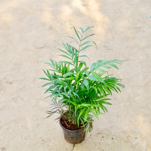 Chamaedorea Palm in 5 Inch Nursery Pot