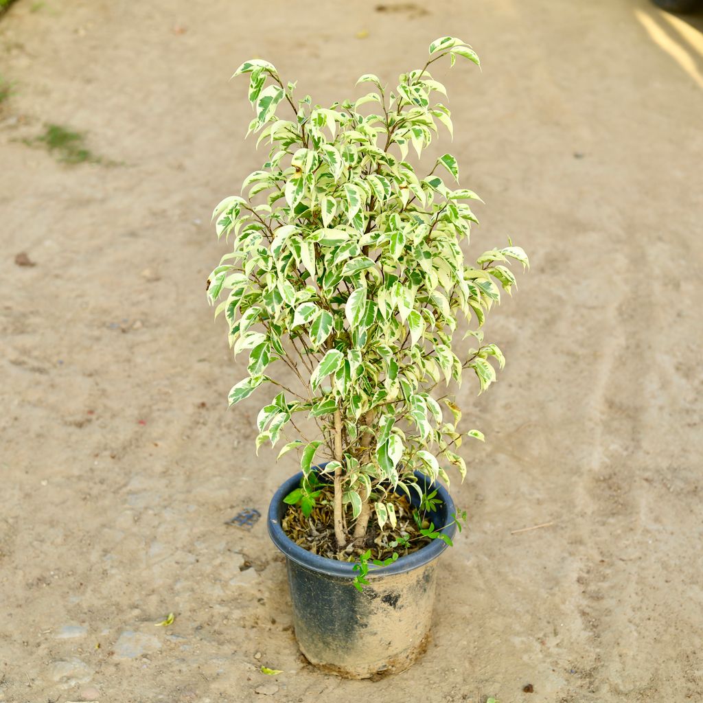 Free Next Day Delivery Ficus Starlight in 10 Inch Nursery Pot