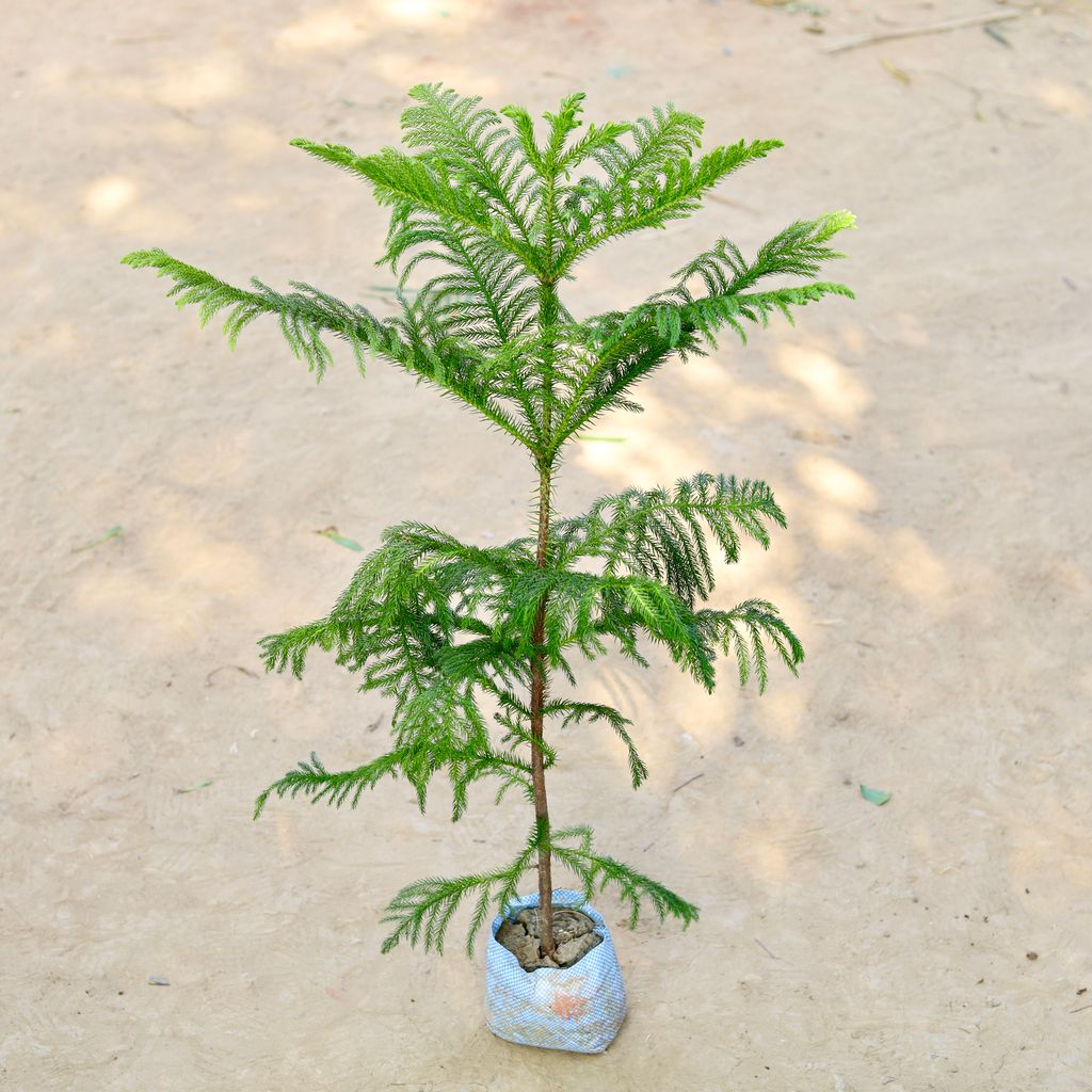 Free Next Day Delivery Araucaria / Christmas Tree in 8 Inch Nursery bag