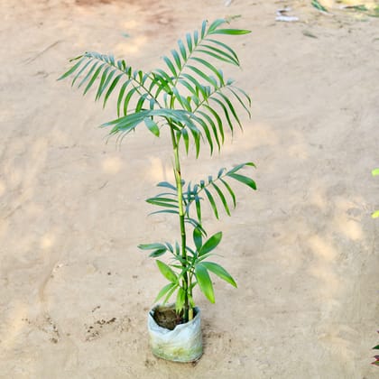 Buy Araucaria / Christmas Tree in 10 Inch Nursery Pot Online | Urvann.com