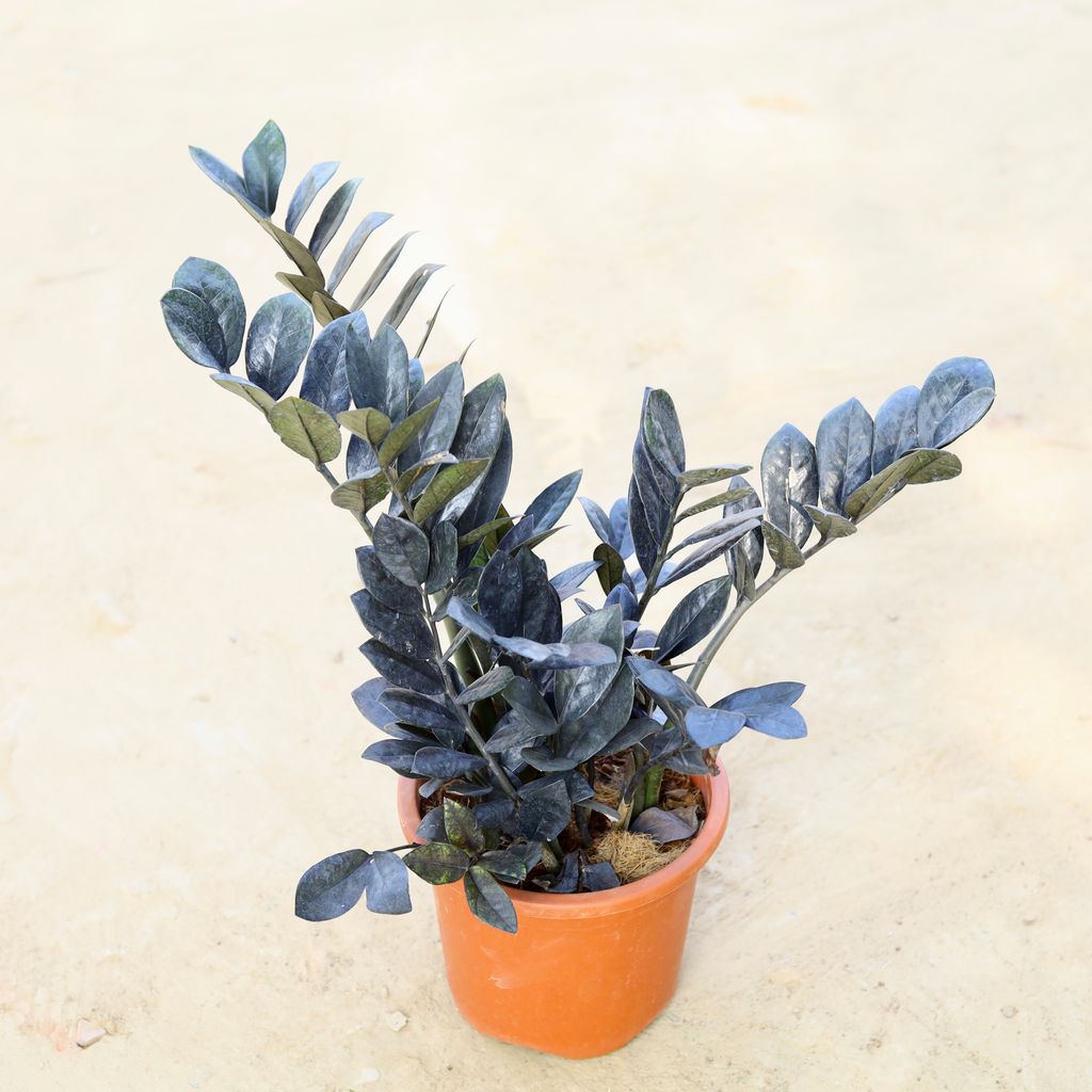 Free Next Day Delivery Zz Black in 6 Inch Nursery Pot