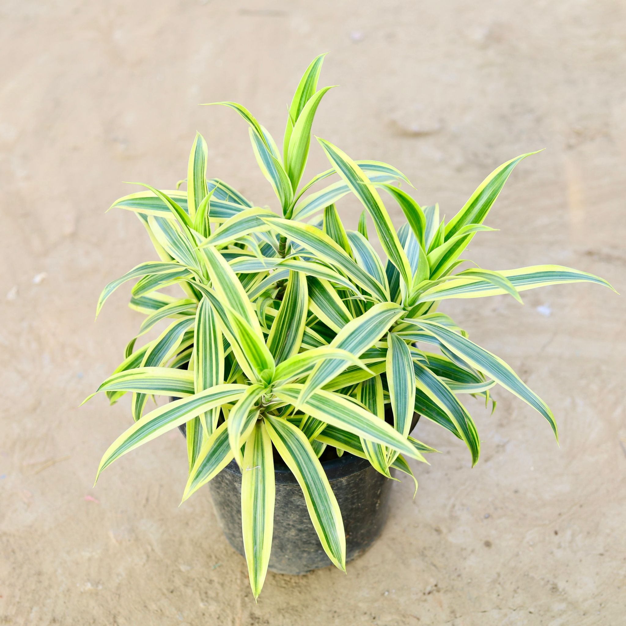 Song of India in 8 Inch Nursery Pot