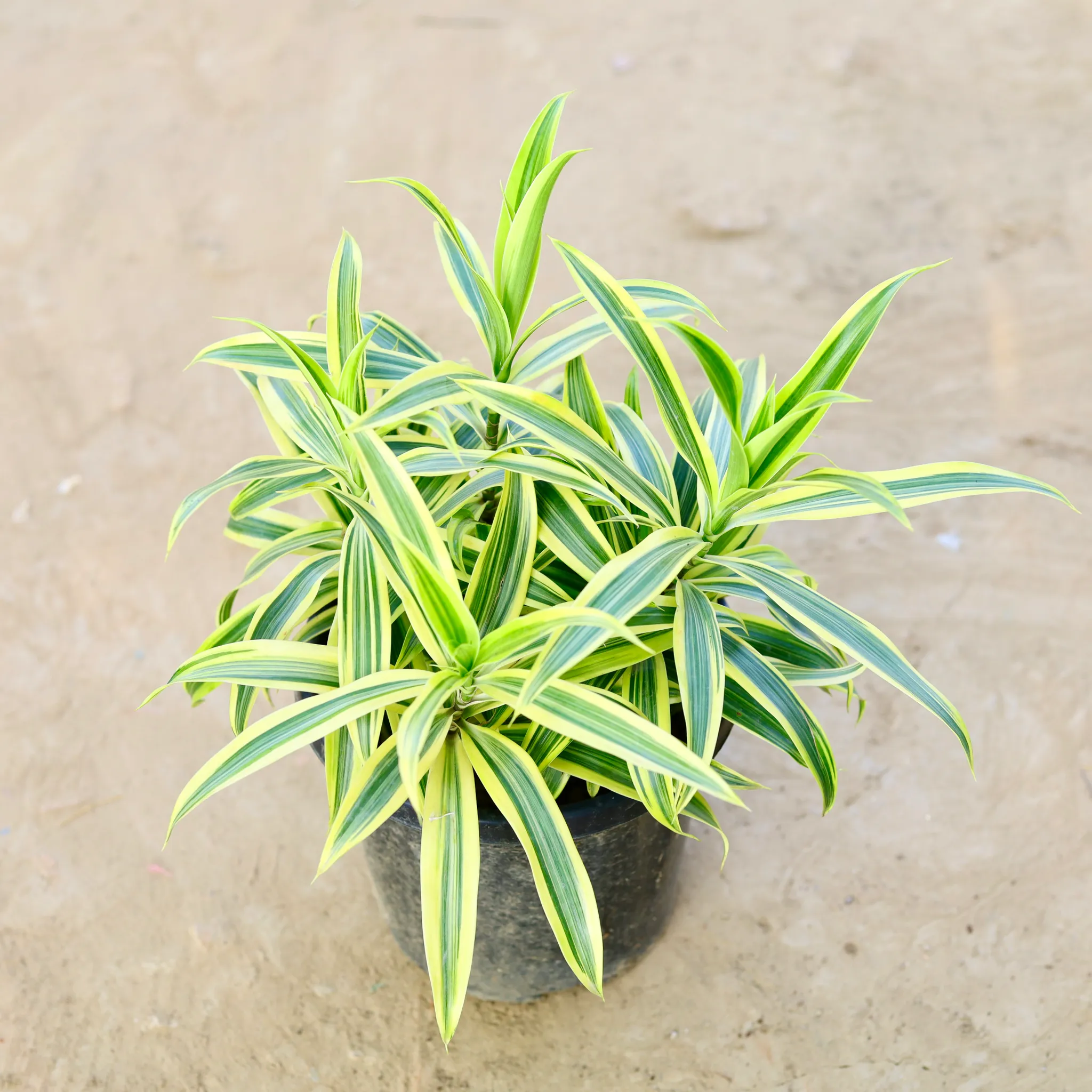 Song of India in 8 Inch Nursery Pot