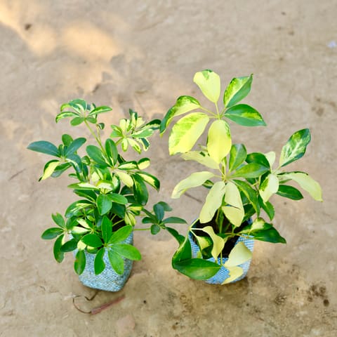 Schefflera in 4 Inch Nursery Bag