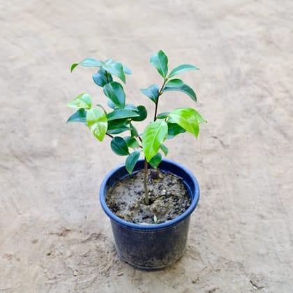 Buy Camellia in 8 Inch Nursery Pot Online | Urvann.com