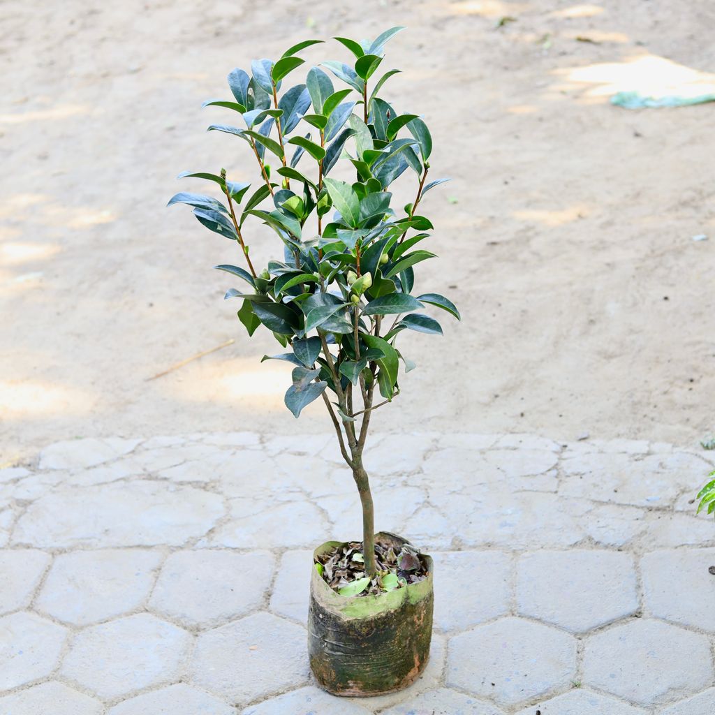Buy Camellia Imported in 10 Inch Nursery bag Online | Urvann.com Camellia Imported in 10 Inch Nursery bag