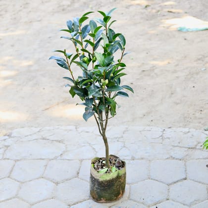 Buy Camellia Imported in 10 Inch Nursery bag Online | Urvann.com