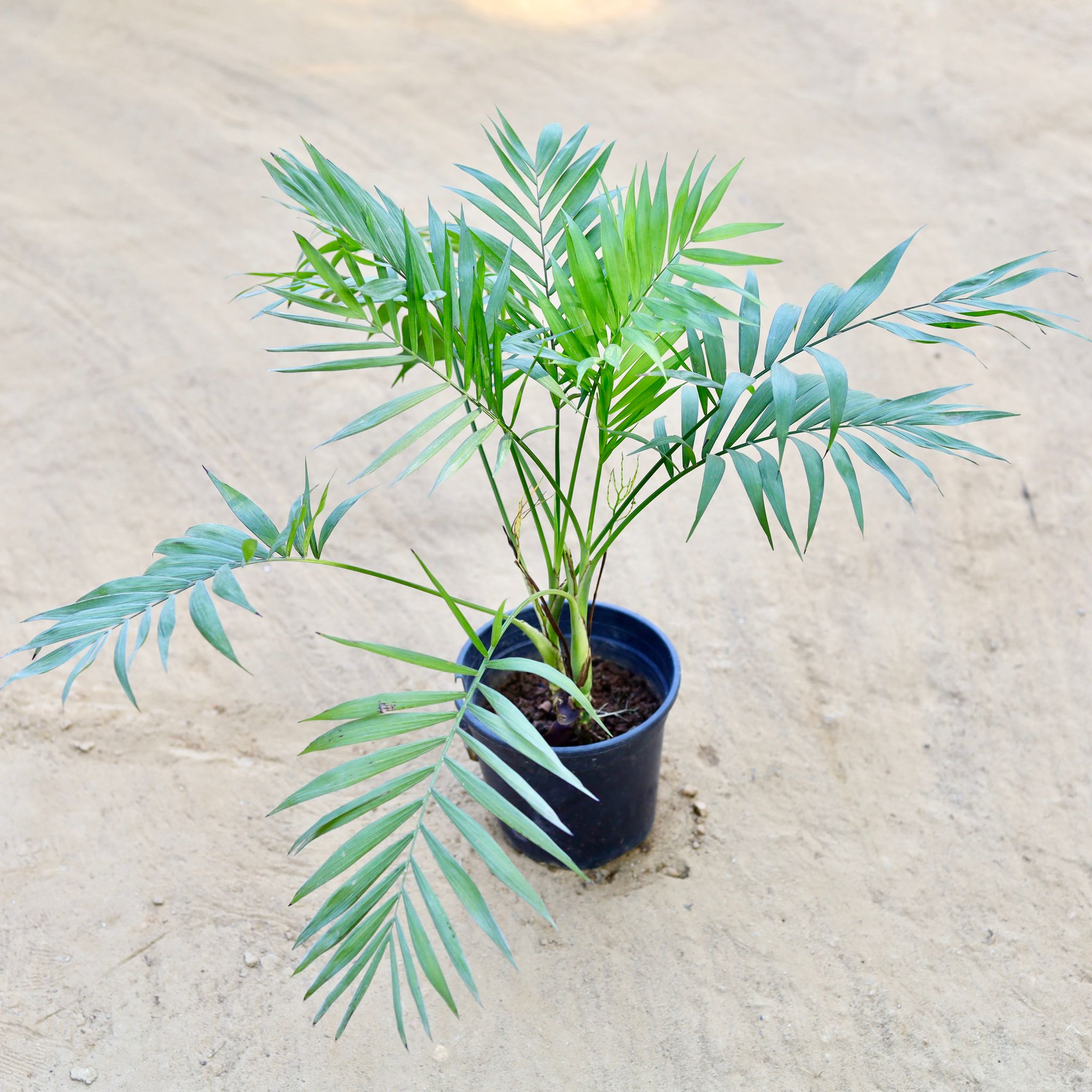 Chamaedorea Elegans Palm in 6 Inch Nursery Pot