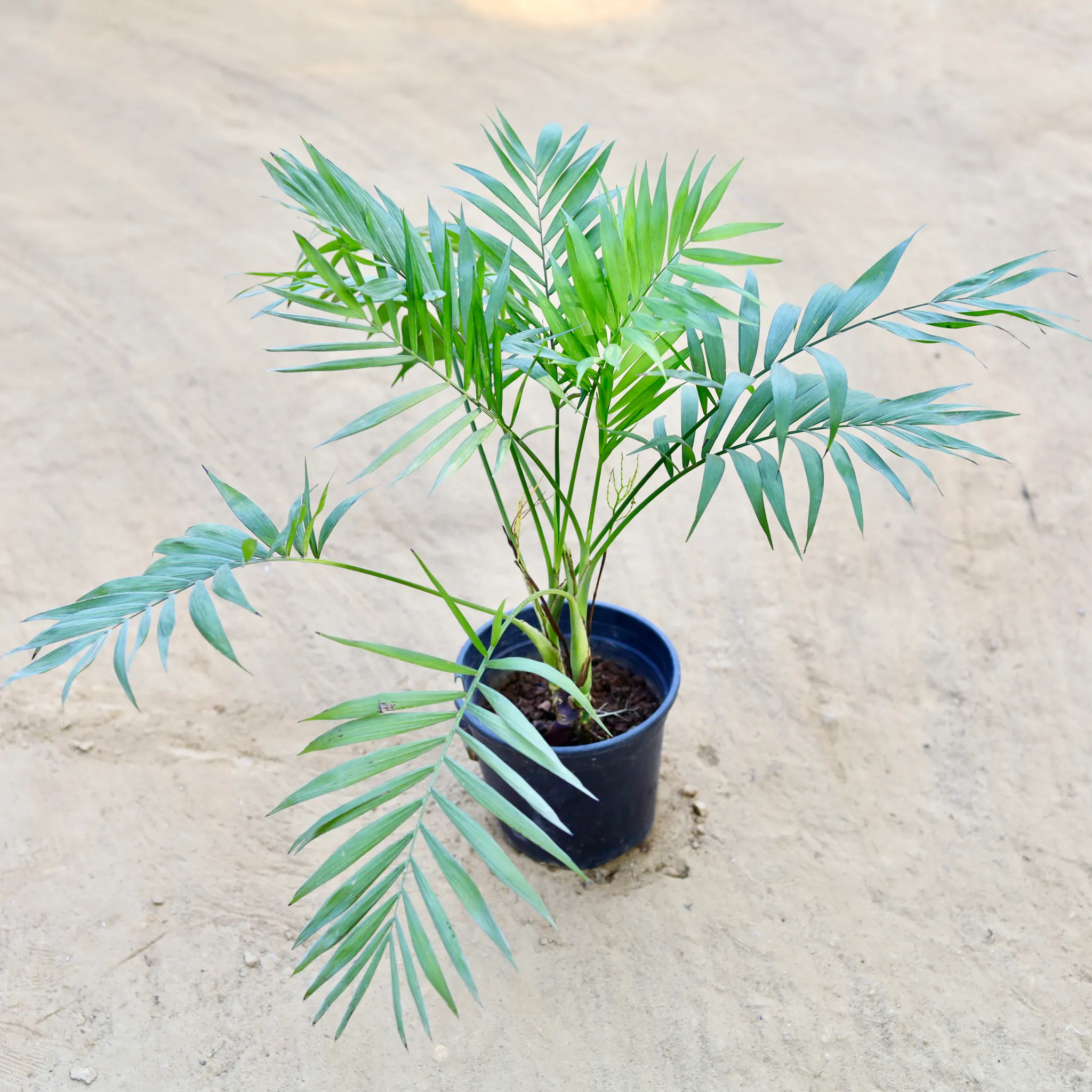 Chamaedorea Elegans Palm in 6 Inch Nursery Pot