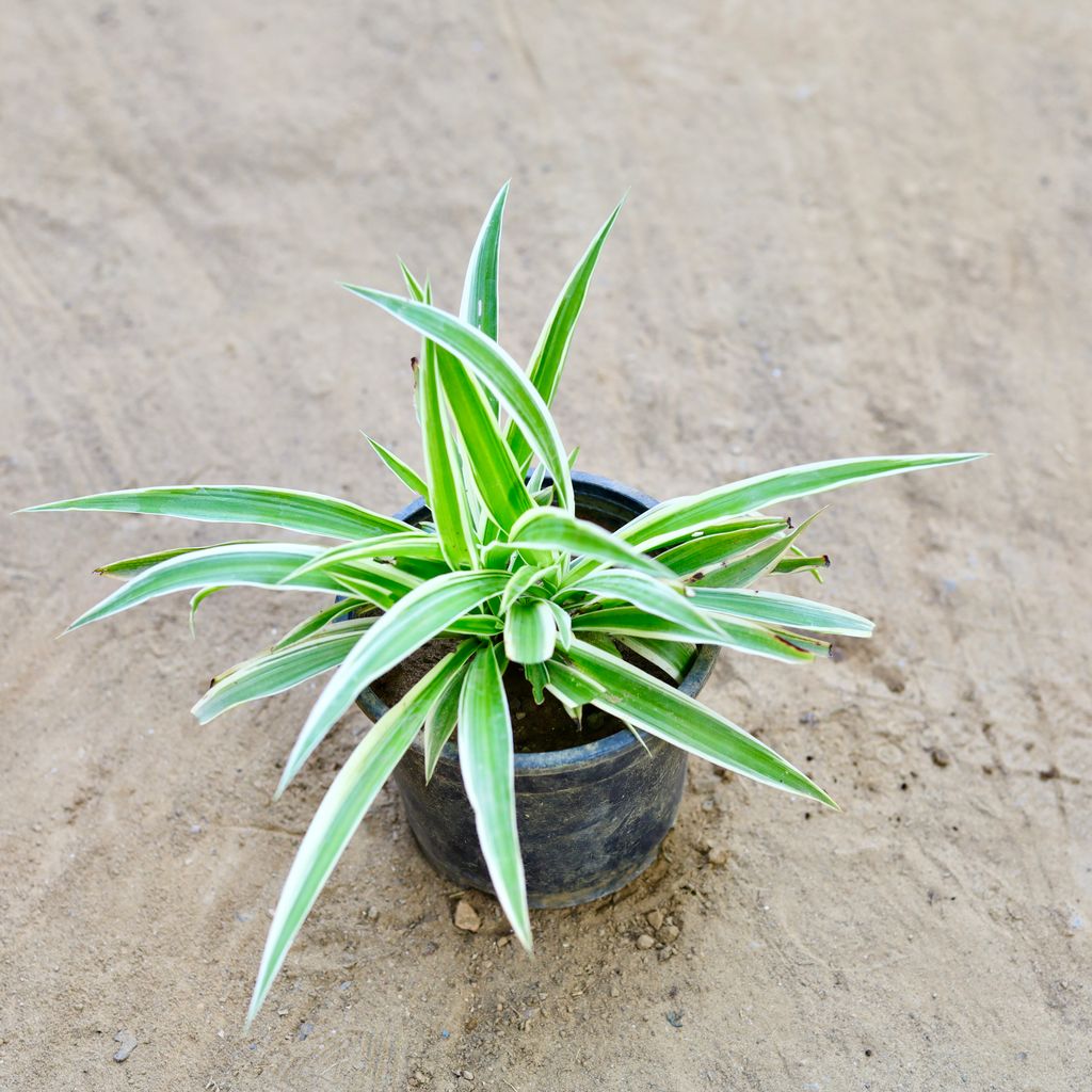 Free Next Day Delivery Spider Plant in 6 Inch Nursery Pot