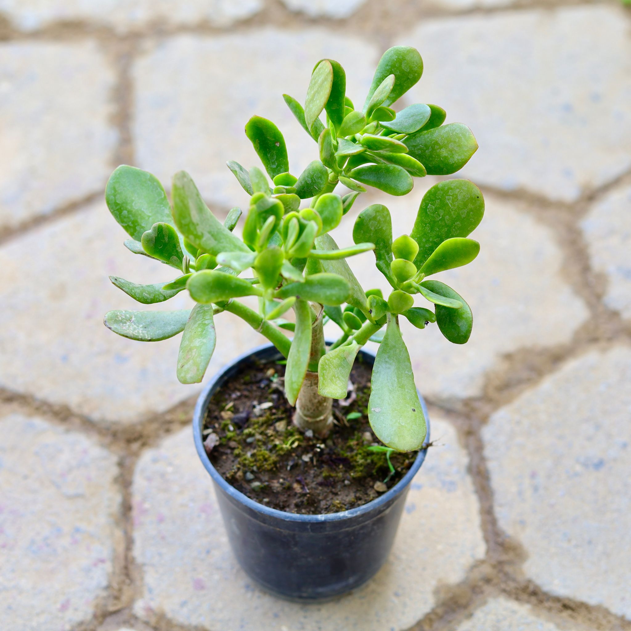 Crassula Money Tree in 5 Inch Nursery Pot