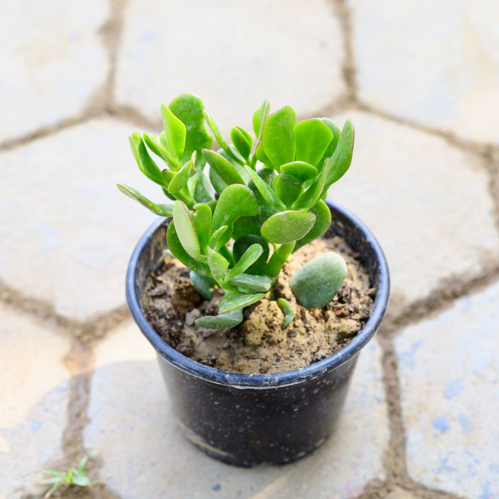 Free Next Day Delivery Crassula Money Tree Lucky Plant in 6 Inch