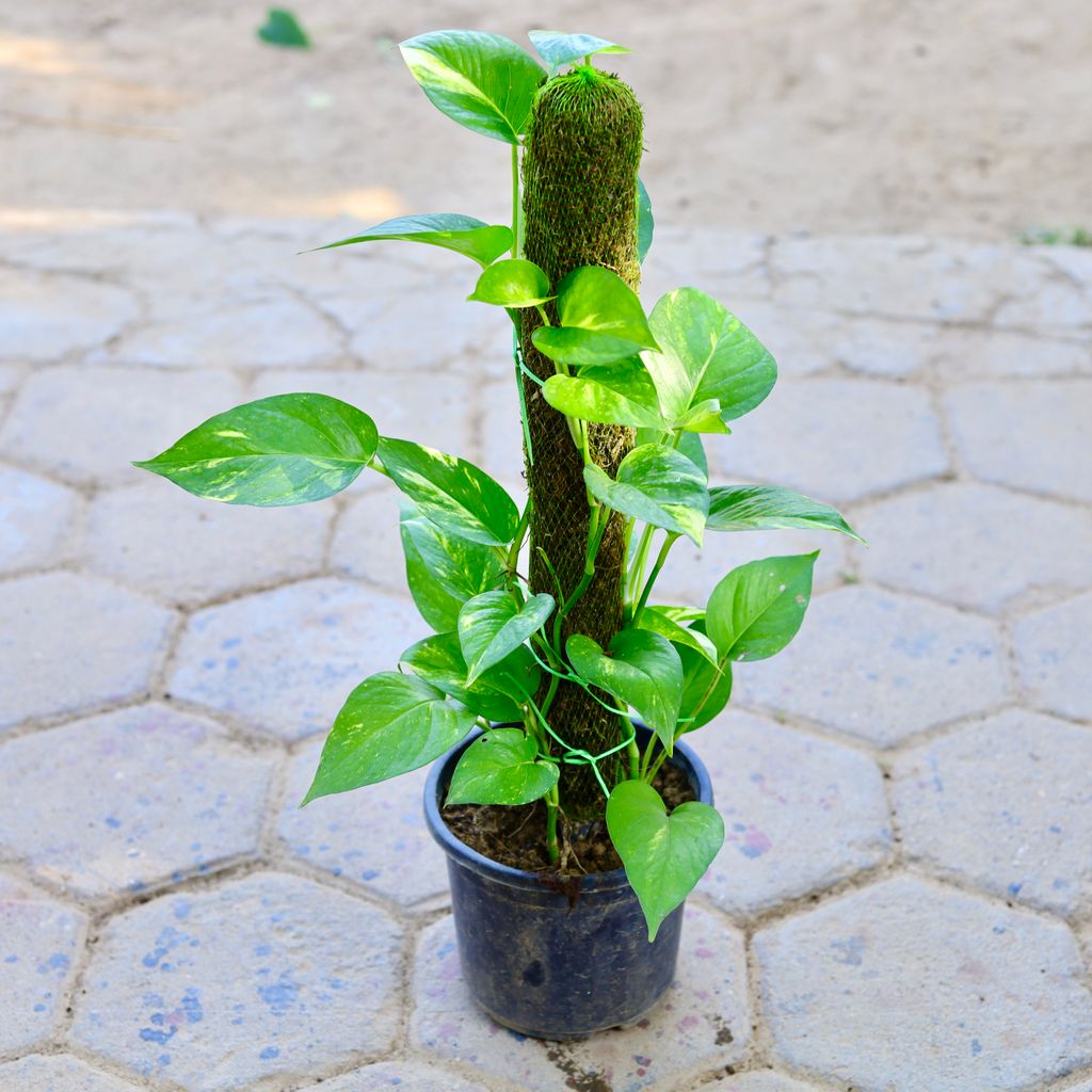 Free Next Day Delivery Money Plant with 2 Ft Moss Stick in 7 Inch