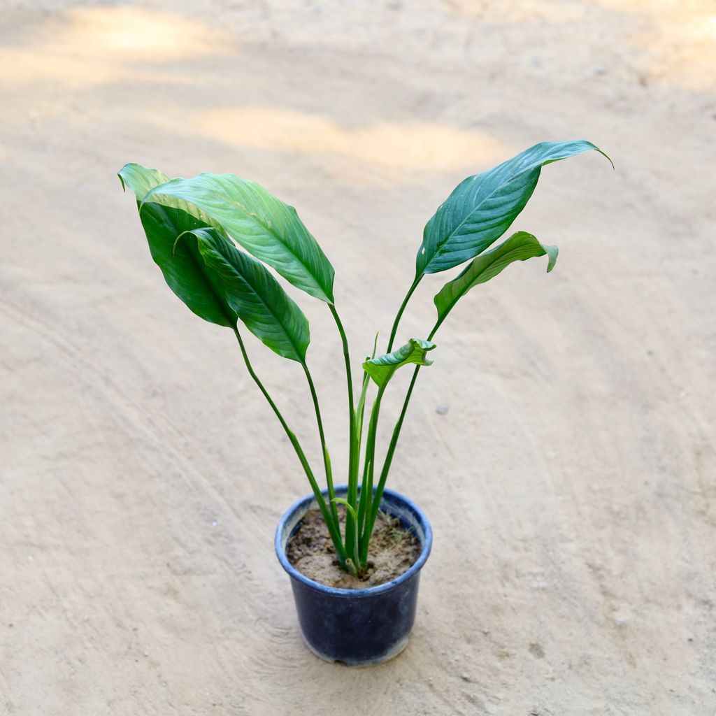 Buy Peace Lilly (Without Flower) in 6 Inch Nursery Pot Online | Urvann.com Peace Lily (Without Flower) in 6 Inch Nursery Pot