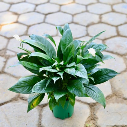 Buy Peace Lilly Imported in 6 Inch Nursery Pot Online | Urvann.com
