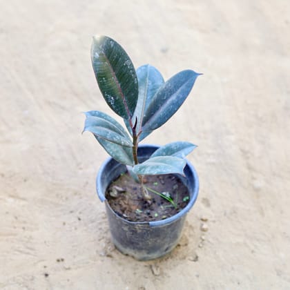 Buy Rubber Black in 6 Inch Nursery Pot Online | Urvann.com