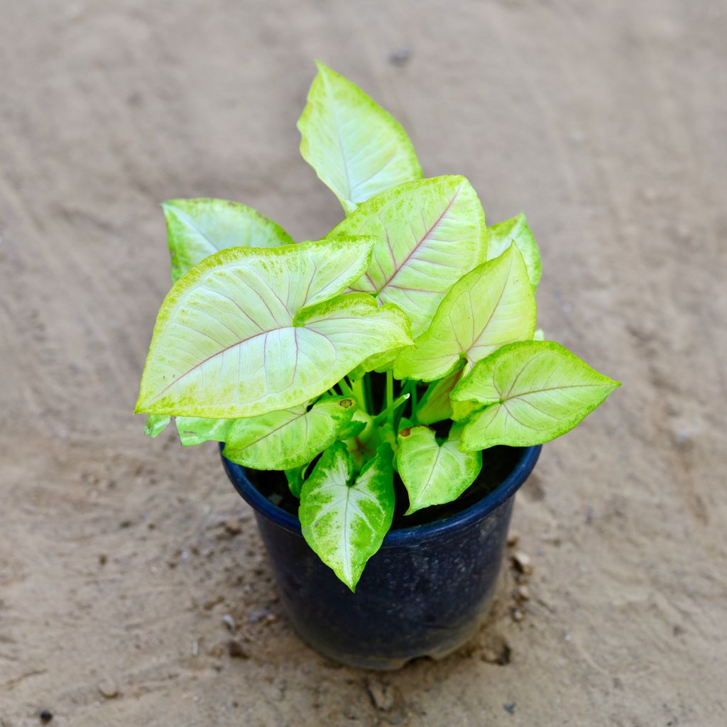 Free Next Day Delivery Syngonium Golden in 6 Inch Nursery Pot