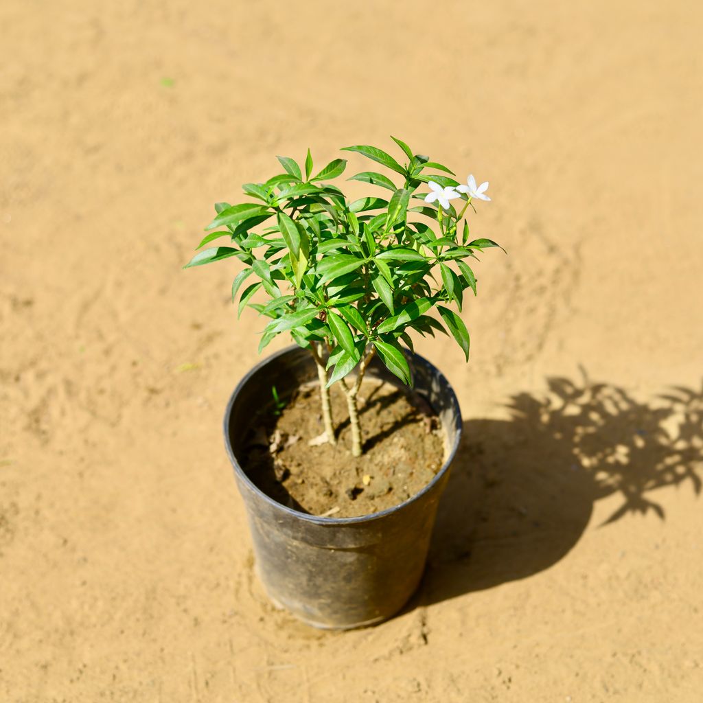 Free Next Day Delivery Chandni Mini in 6 Inch Nursery Pot