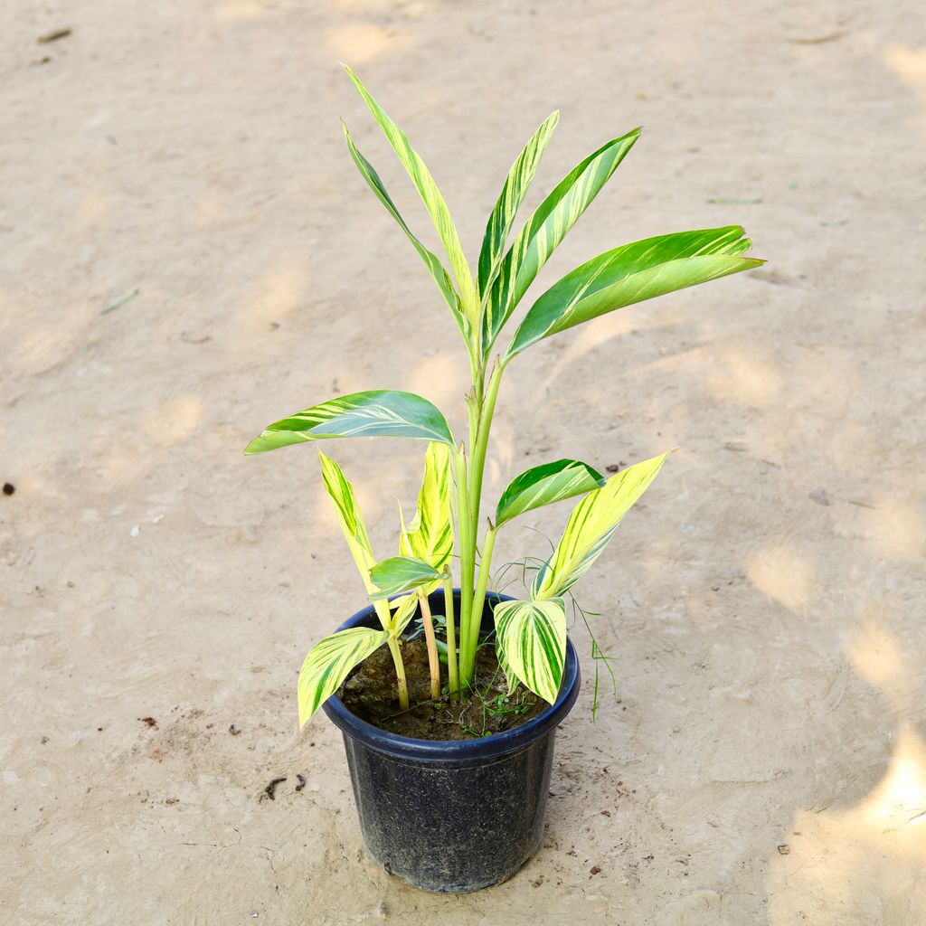 Buy Alpinia (~ 1.5 Ft) in 8 Inch Nursery Pot Online | Urvann.com Alpinia (~ 1.5 Ft) in 8 Inch Nursery Pot
