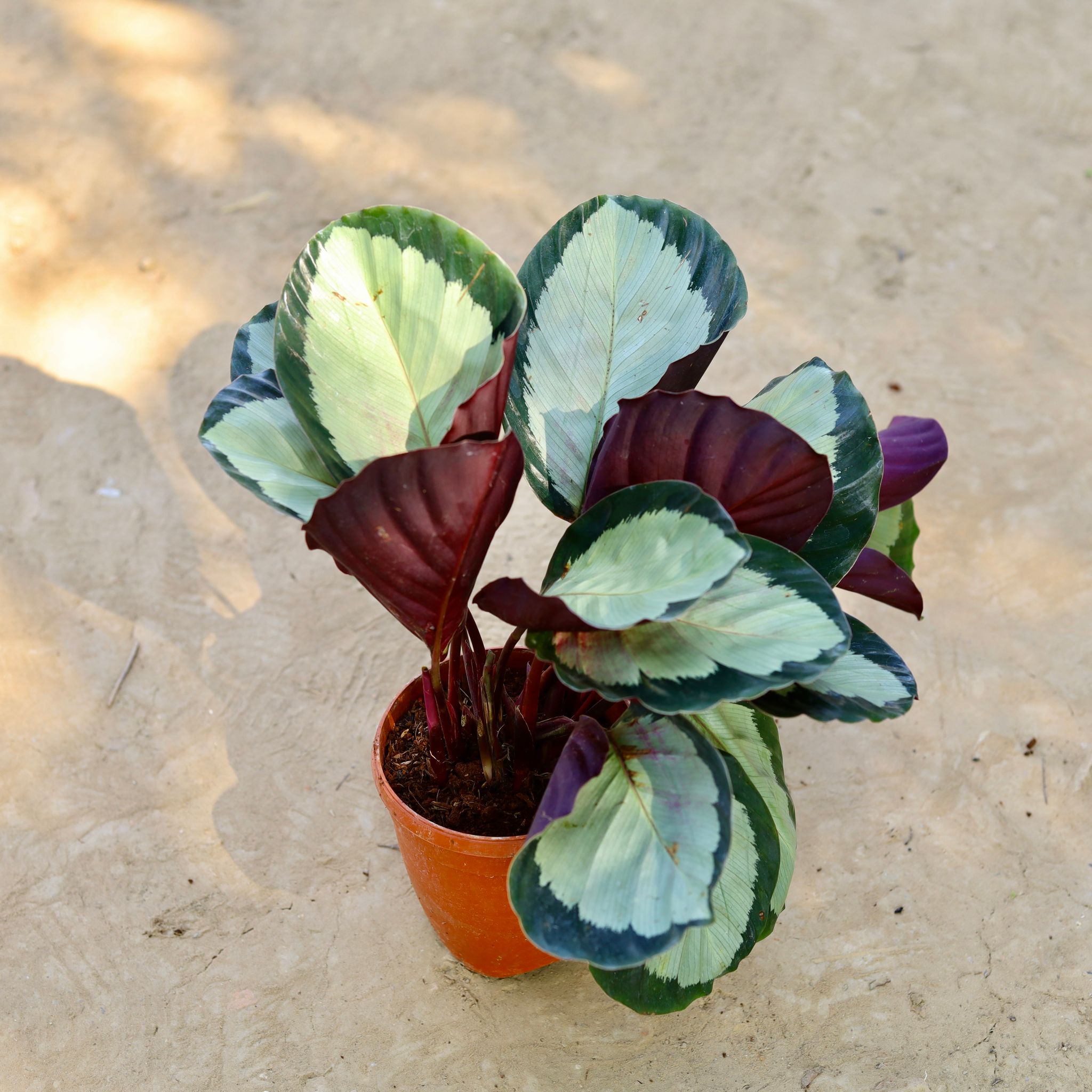 Calathea Roseopicta in 6 Inch Nursery Pot