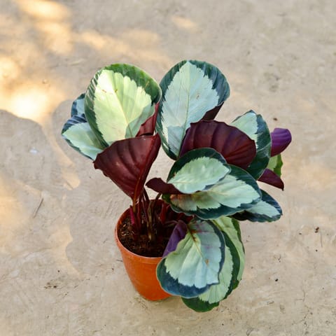 Calathea Roseopicta in 6 Inch Nursery Pot