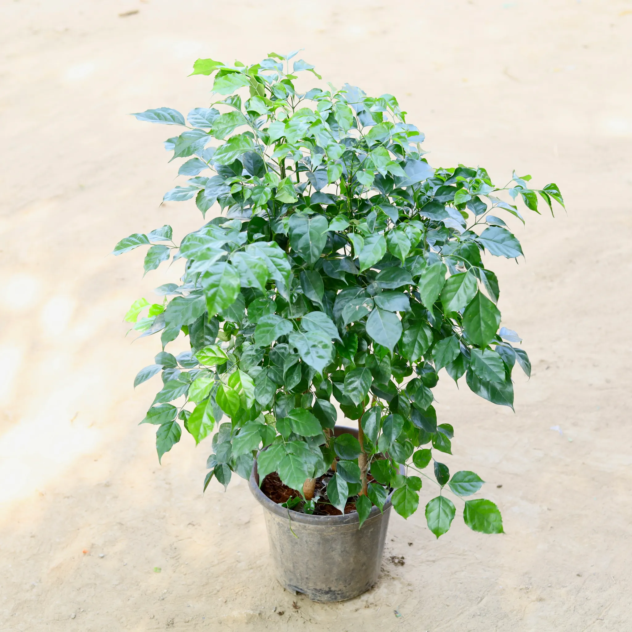 China Doll / Radermachera (~ 2 Ft) in 10 Inch Nursery bag