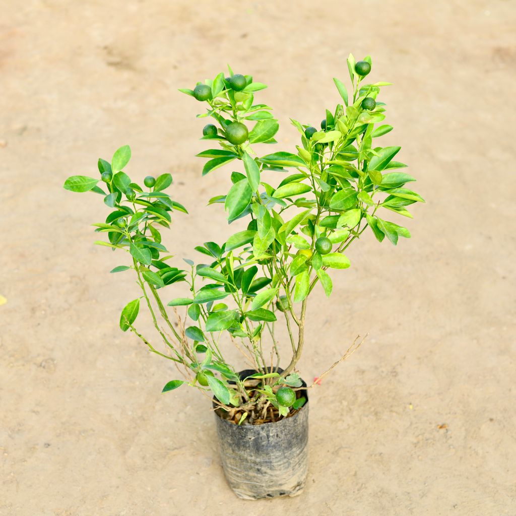 Free Next Day Delivery China Orange / Narangi in 10 Inch Nursery bag