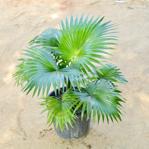 China Palm / Fan Palm (~ 2 Ft) in 12 Inch Nursery Pot